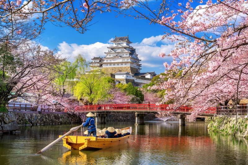 cherry blossoms castle himeji japan